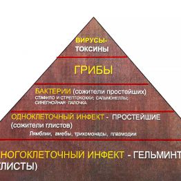 Как узнать, есть ли у меня паразиты? Лучшие паразитологи Алматы